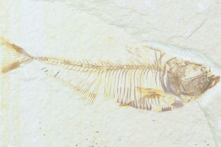 Bargain, Diplomystus Fossil Fish - Wyoming #101041